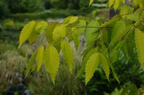 kiwi sunset zelkova|Kiwi Sunset Zelkova